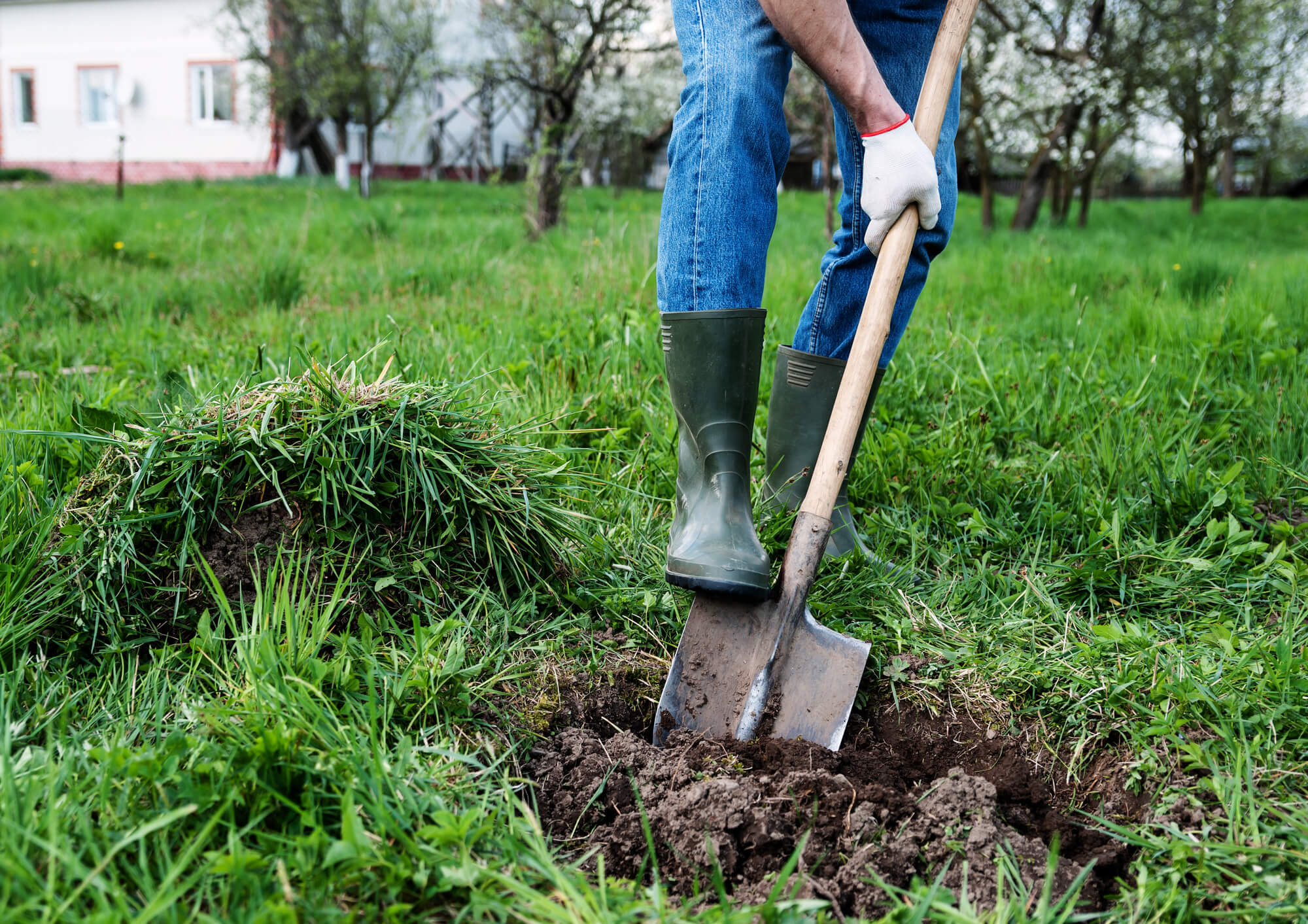 Посадить дерево выкопать. Уборка садового участка. Копка огорода. Лопата для копки огорода. Уборка огорода.